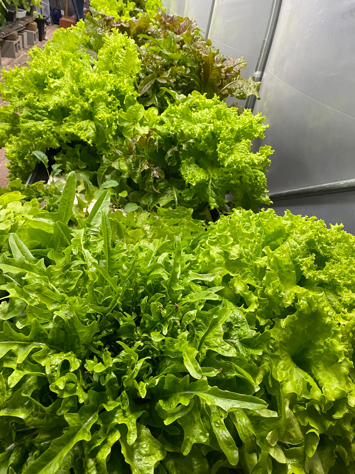 Lettuce with MasterBlend
