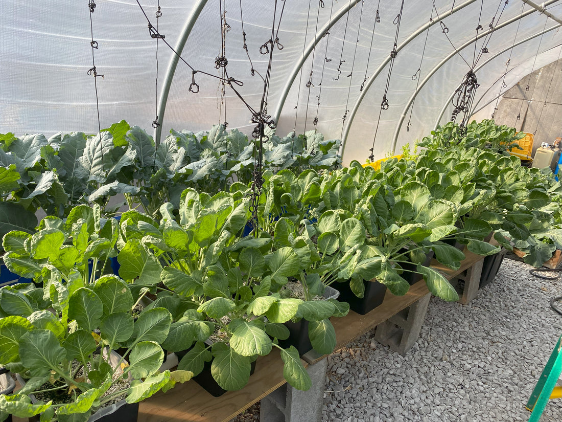 Trimming leaves - Brussels Sprouts and Broccoli