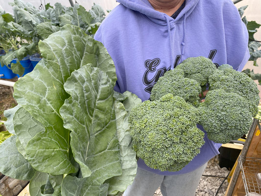 The Ultimate Guide to Growing, Harvesting, and Enjoying Nutritious Broccoli