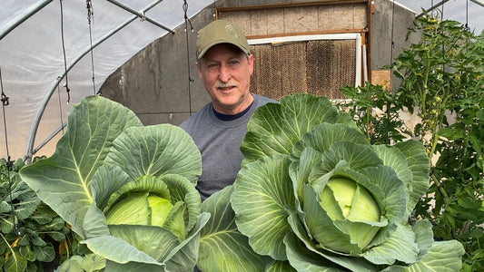 The Wonders of Cabbage: From Fresh Uses to Fermented Delights
