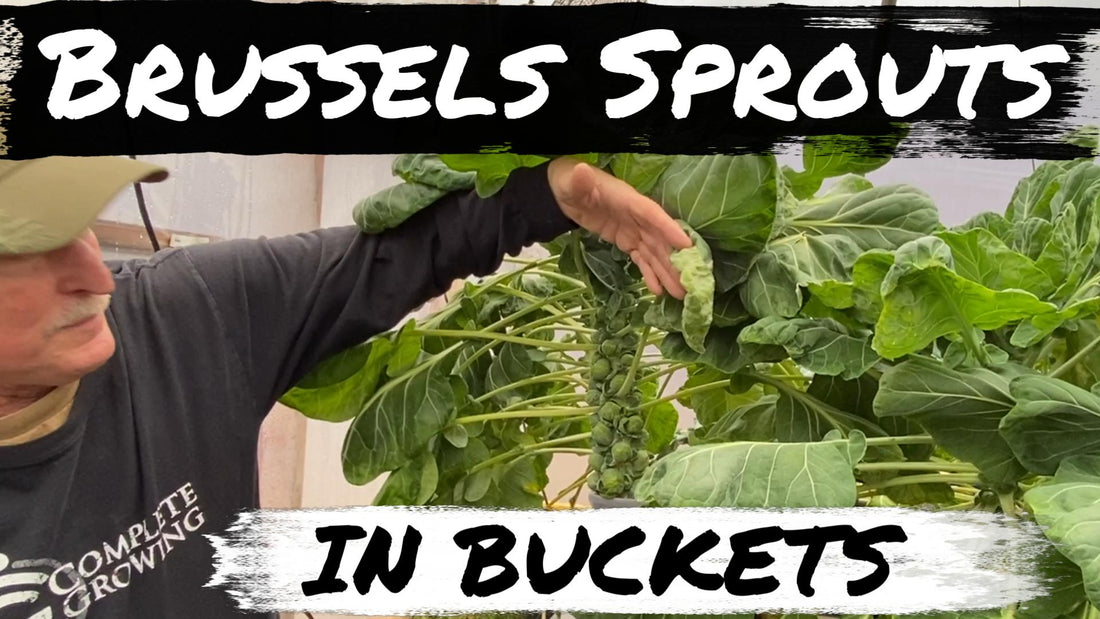 Brussels Sprouts Nutrition