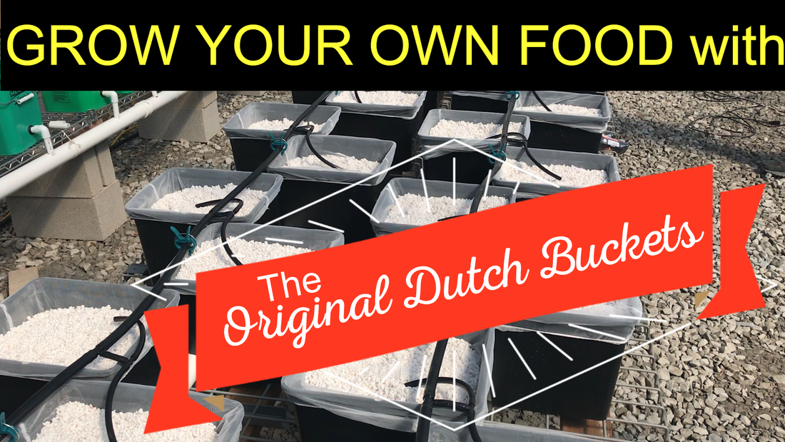Hydroponic Dutch Bucket System advantages. 