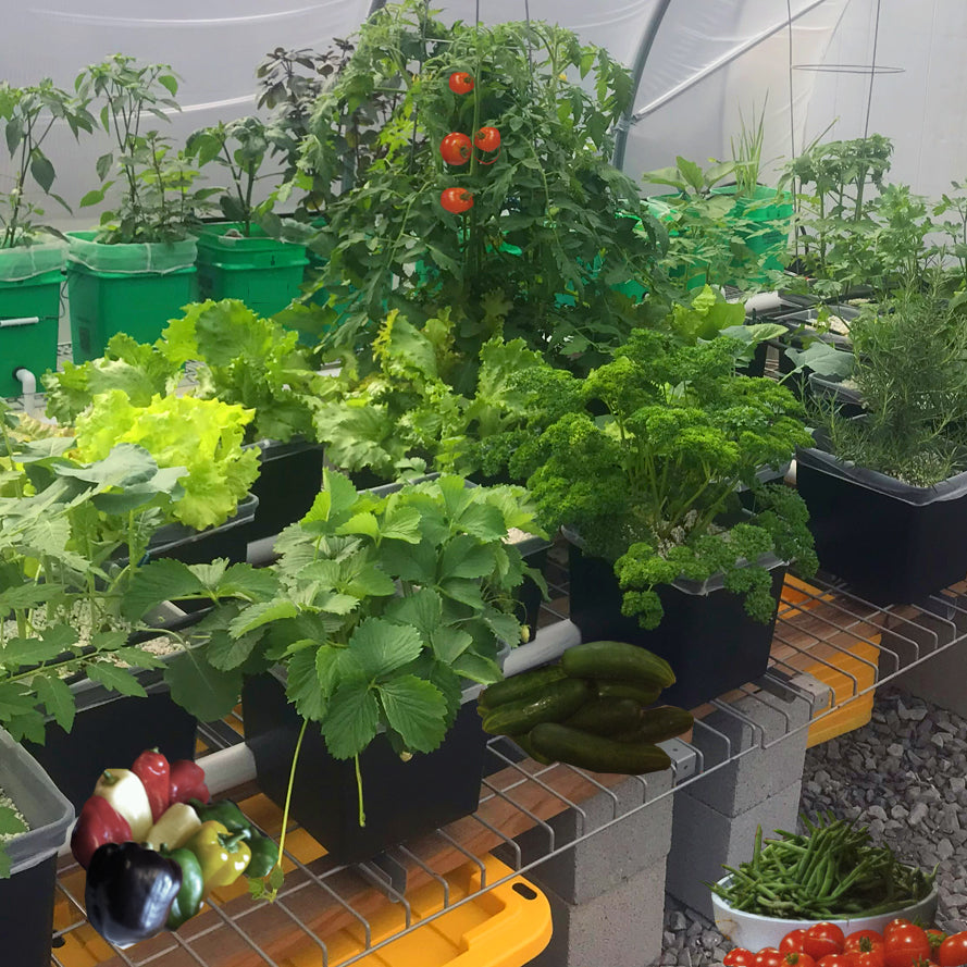 Dutch bucket crops