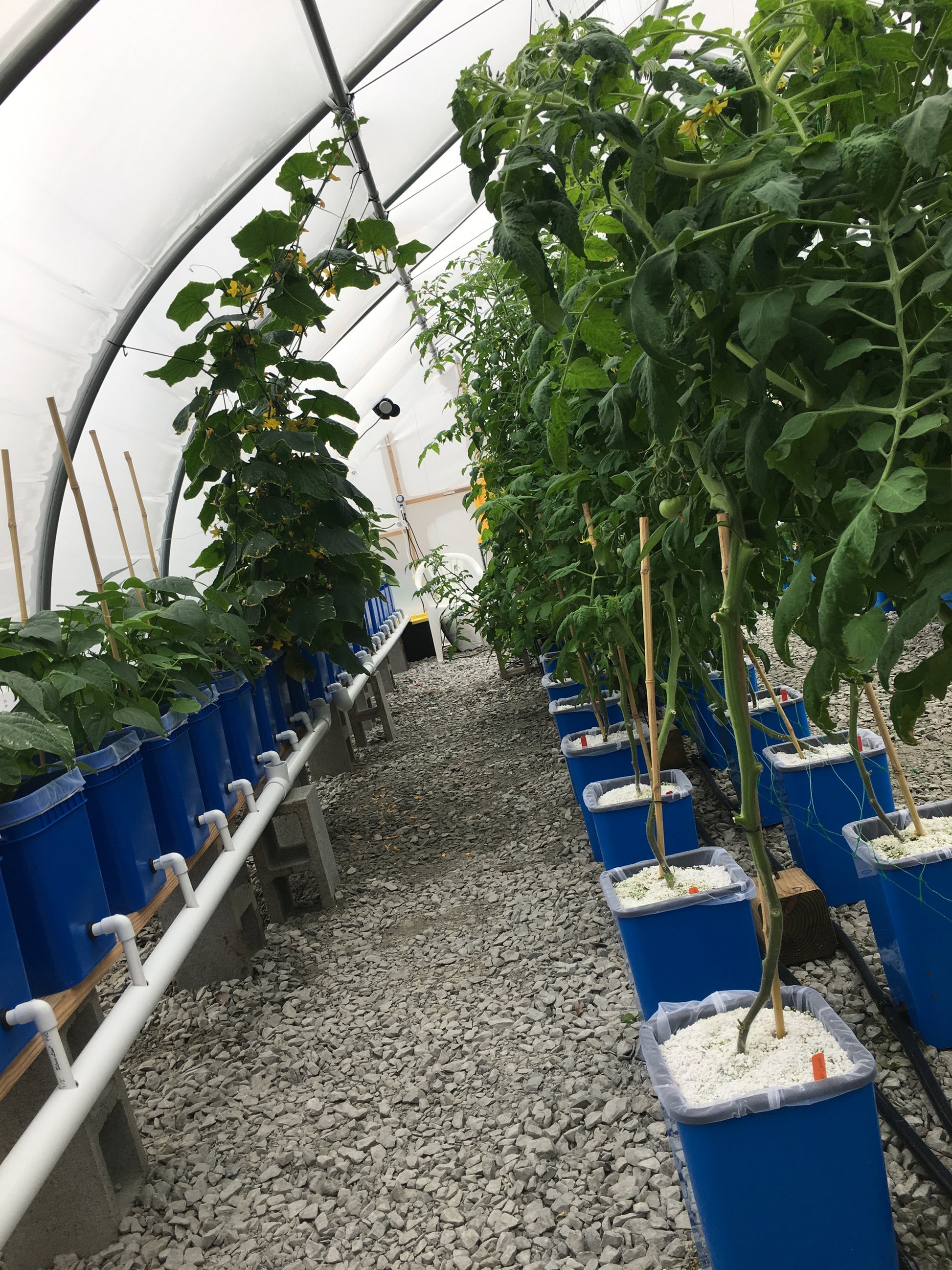 square bucket hydroponic system