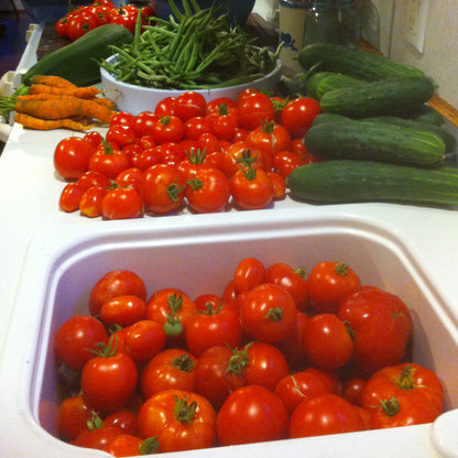 Hydroponic tomatoes and more harvest