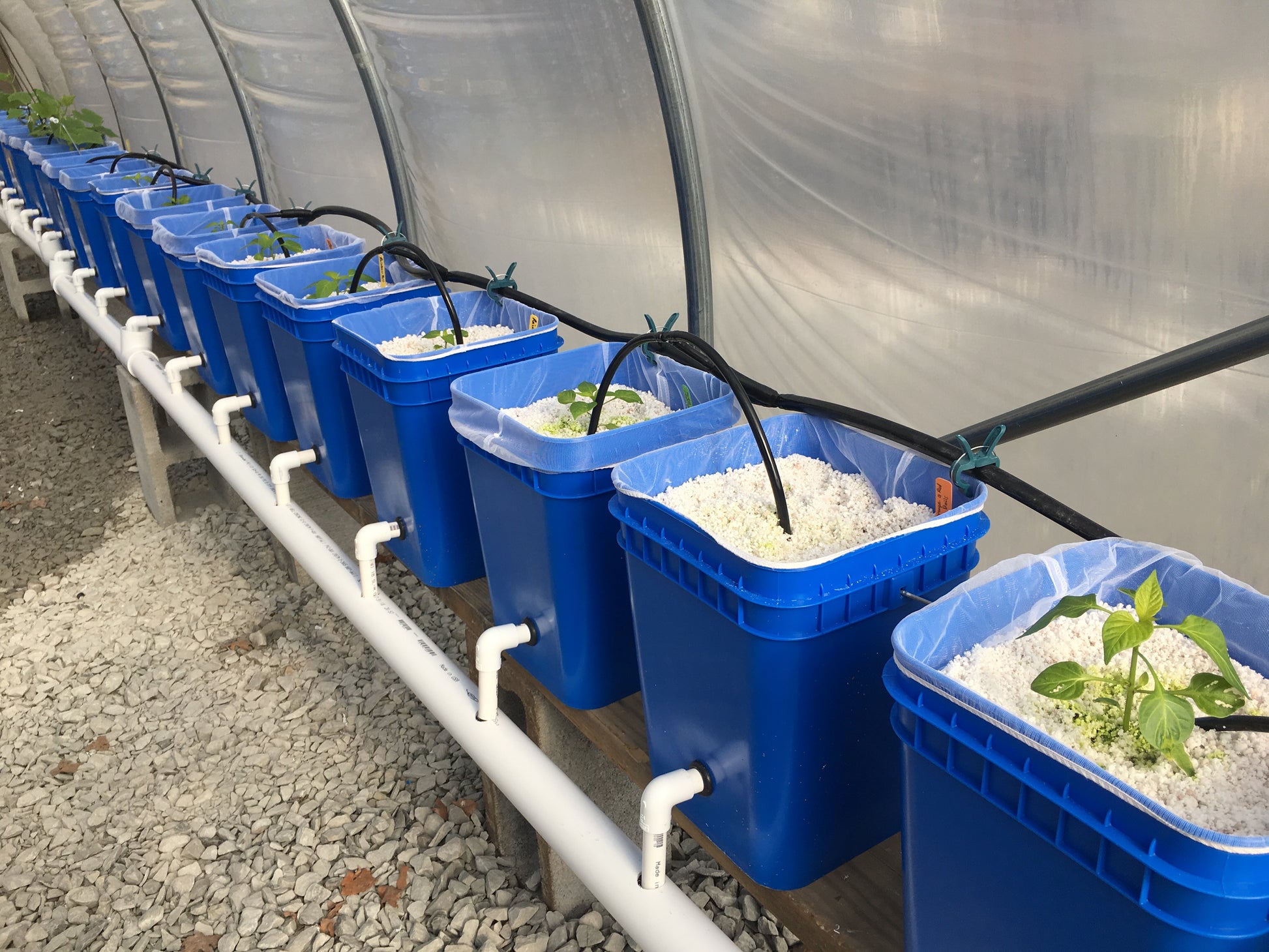4 gallon dutch buckets DIY