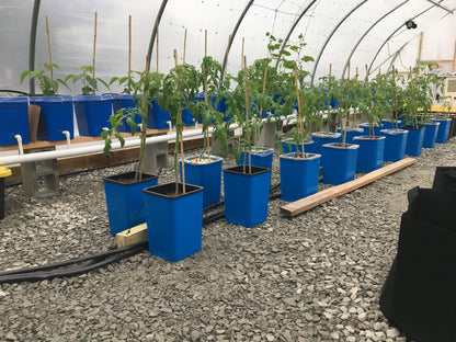 Hydroponic growing system usingg 4 gallon square buckets