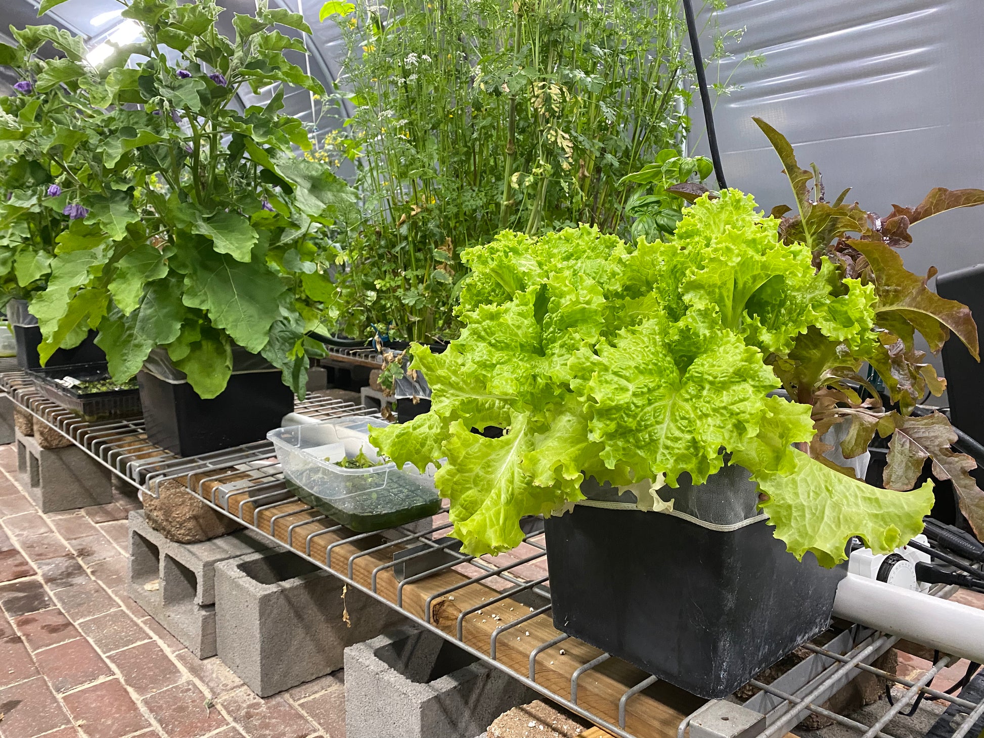 hydroponic bucket crops
