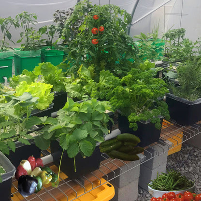 Hydroponic system