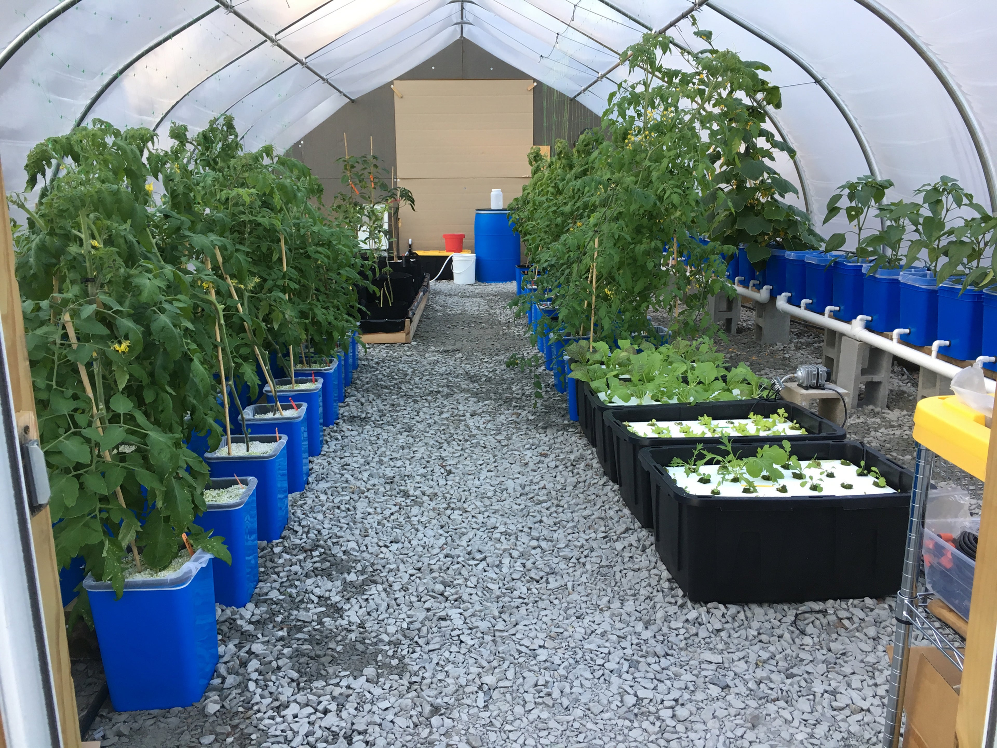 Hydroponic vegetable garden